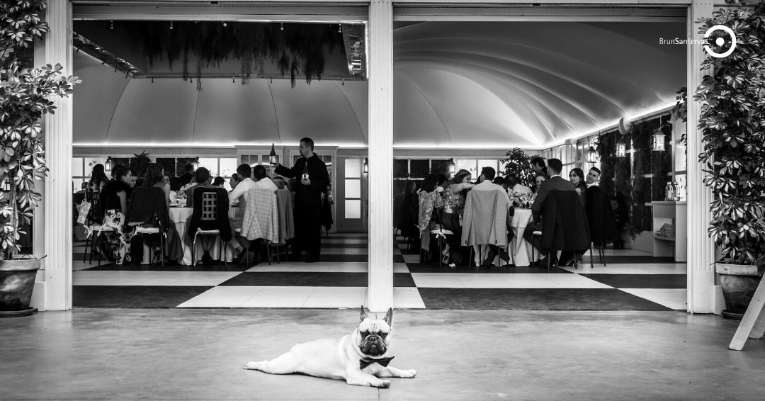 7 Tips para llevar a tu perro a tu Boda ¡CON ÉXITO! ⭐