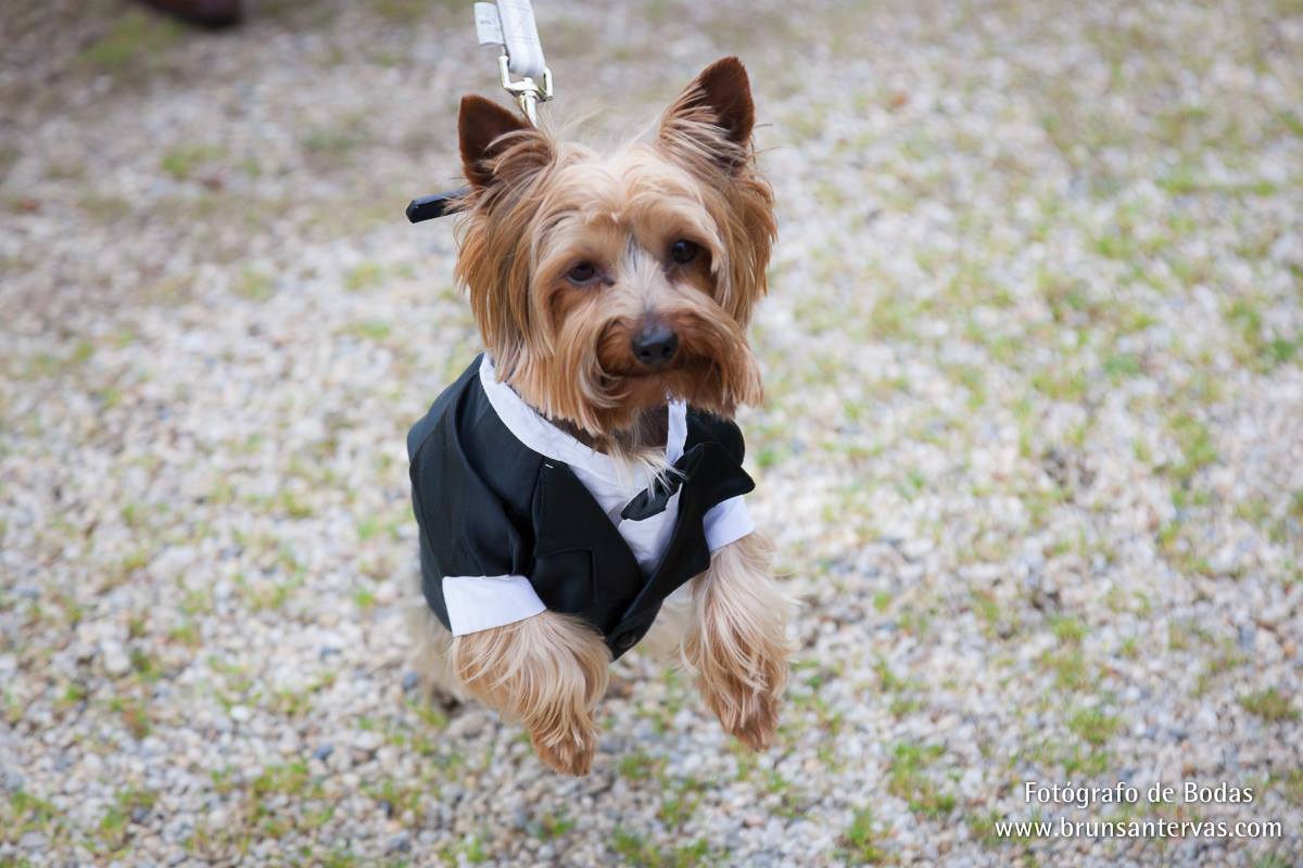 6 ideas para hacer participar a tu mascota en tu Boda (parte 2)